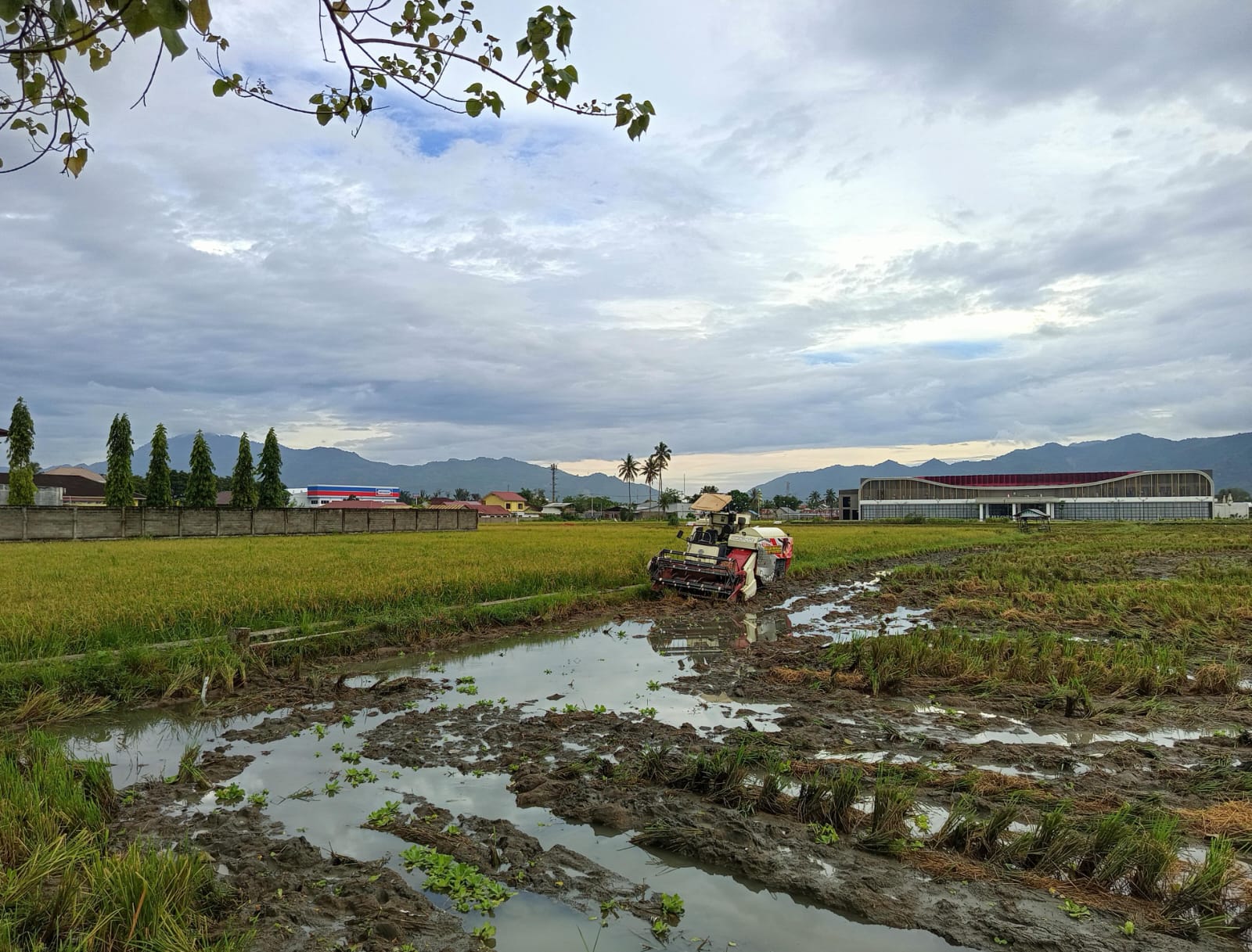 Program Cetak Sawah