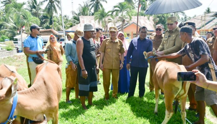 Bupati Pohuwato Dampingi Gubernur Serahkan Bantuan 31 Ekor Sapi ke Peternak