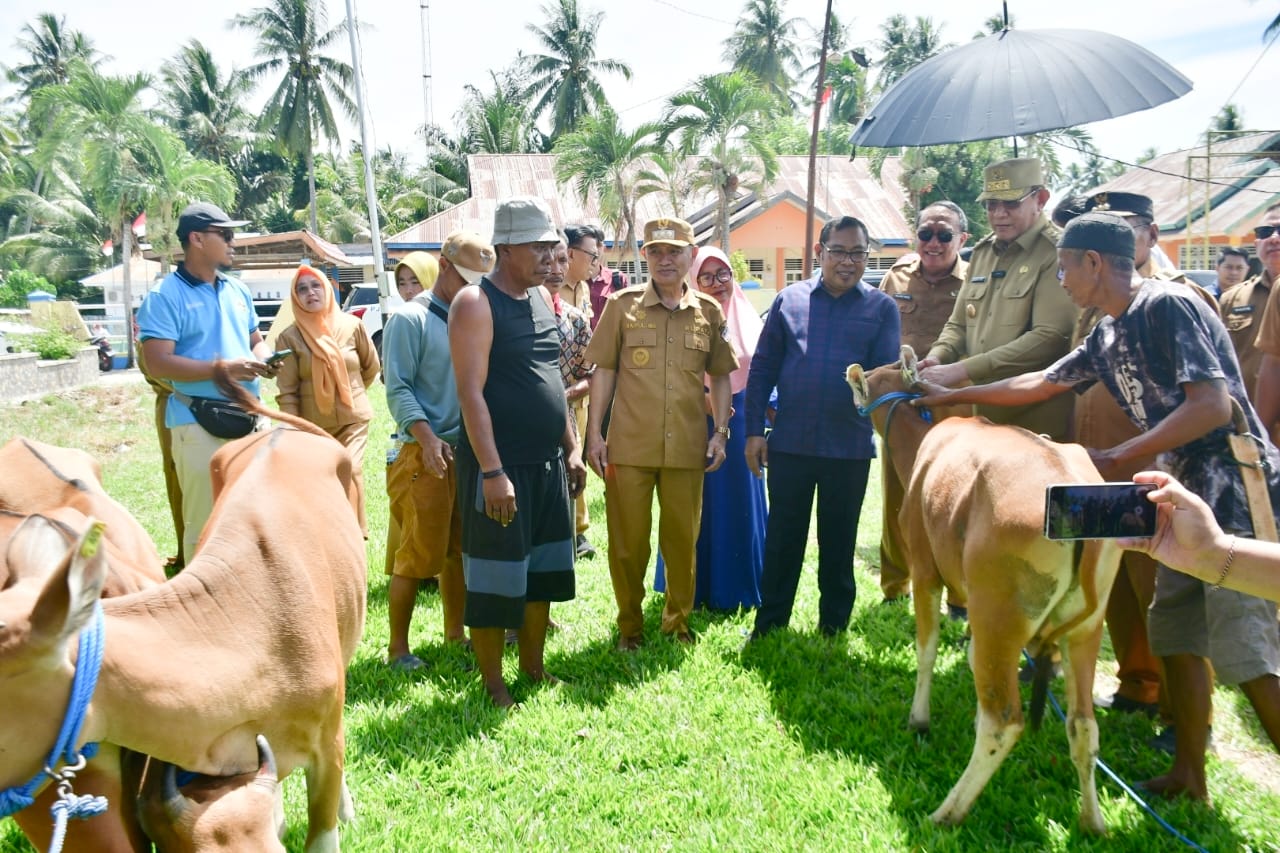Bantuan Sapi