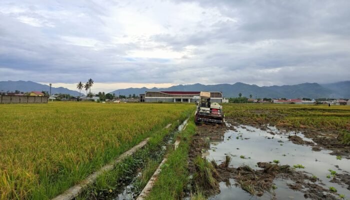 Nilai Tukar Petani Gorontalo Alami Penurunan 1,34 Persen di November 2025