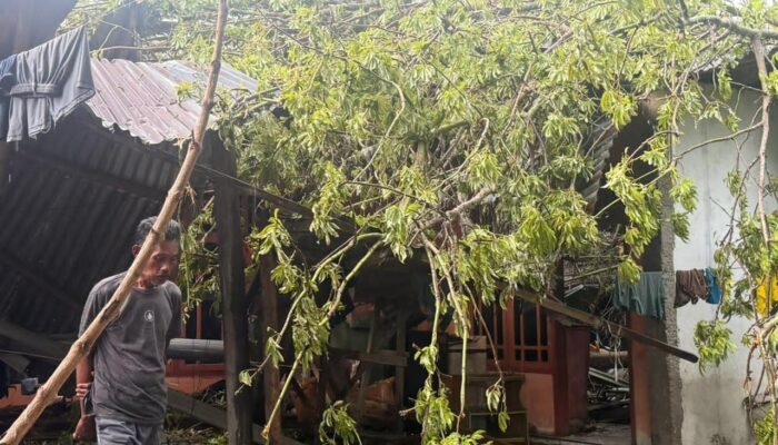 Pohon Tumbang Robohkan Rumah Polisi di Pohuwato