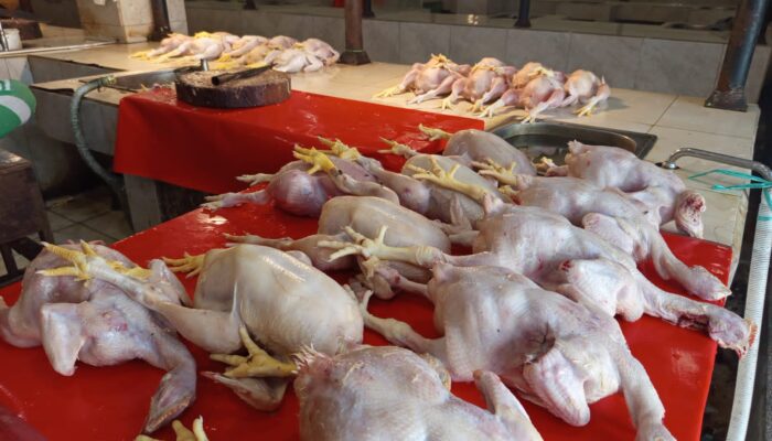 Harga Daging Ayam Masih Meroket Sejak Desember hingga Jelang Ramadhan