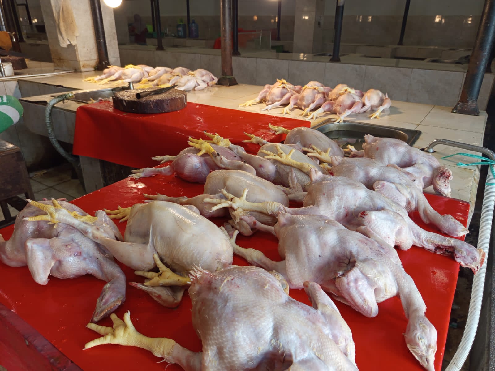 Harga Ayam