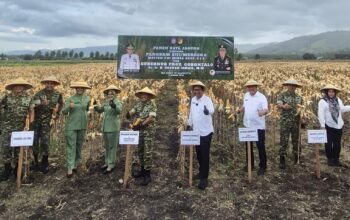Panen Jagung