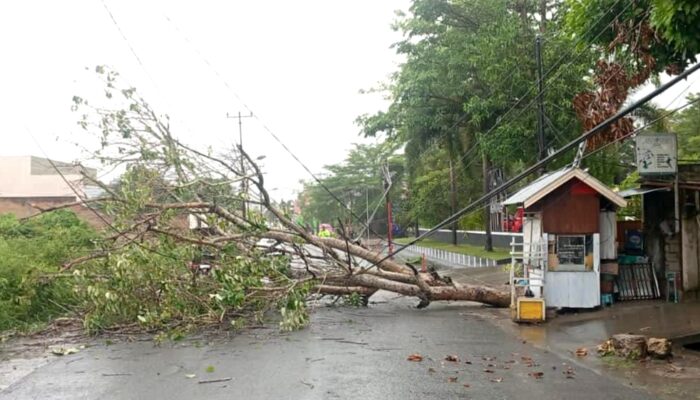 Pohon Tumbang Timpa Kabel Listrik di Depan Hotel Aston Gorontalo