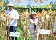 Produksi Jagung Gorontalo