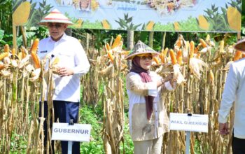 Produksi Jagung Gorontalo