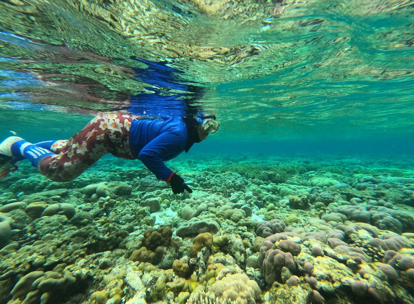 Gurita Togean