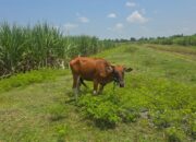 Polsek Paguyaman Bekuk Pencuri Sapi Milik Petani