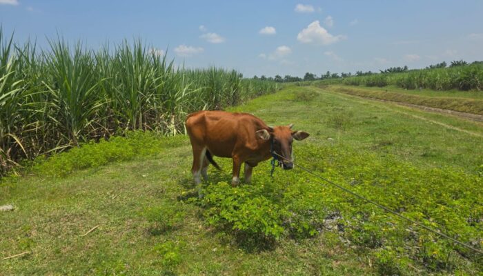 Polsek Paguyaman Bekuk Pencuri Sapi Milik Petani