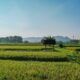 Swasembada Pangan