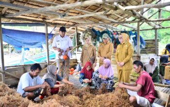 Desa Ilodulunga Sentra Budidaya Rumput Laut, Gubernur Usul Bangun KNMP