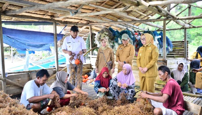 Desa Ilodulunga Sentra Budidaya Rumput Laut, Gubernur Usul Bangun KNMP
