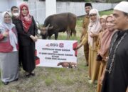 Sapi Kurban
