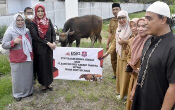 Sapi Kurban