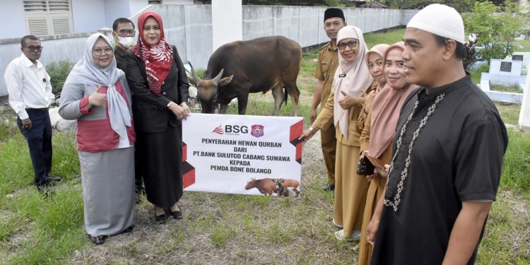 Sapi Kurban