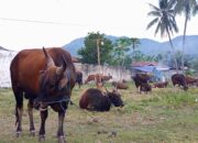 Sapi Kurban