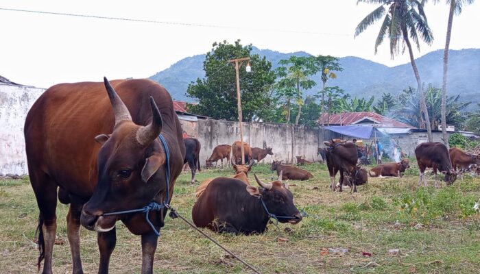 Pedagang Hewan Kurban Mulai Marak di Gorontalo, Harga Sapi hingga Rp24 Juta
