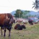 Pedagang Hewan Kurban Mulai Marak di Gorontalo, Harga Sapi hingga Rp24 Juta