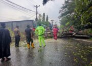 Pohon Tumbang
