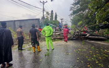 Pohon Tumbang