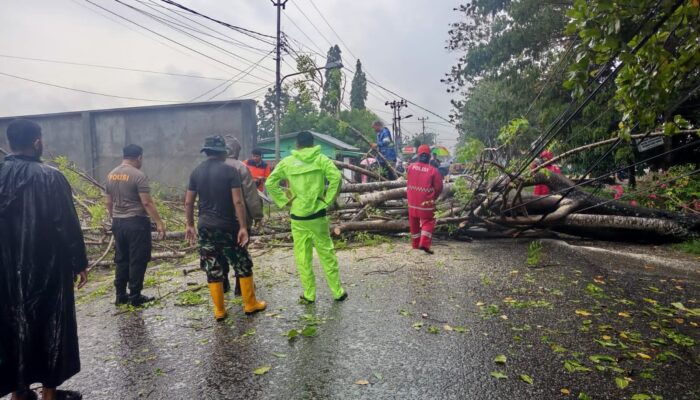 Hati-Hati, Pohon Besar Tumbang di Depan Kantor Camat Kota Utara