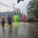 Pohon Tumbang