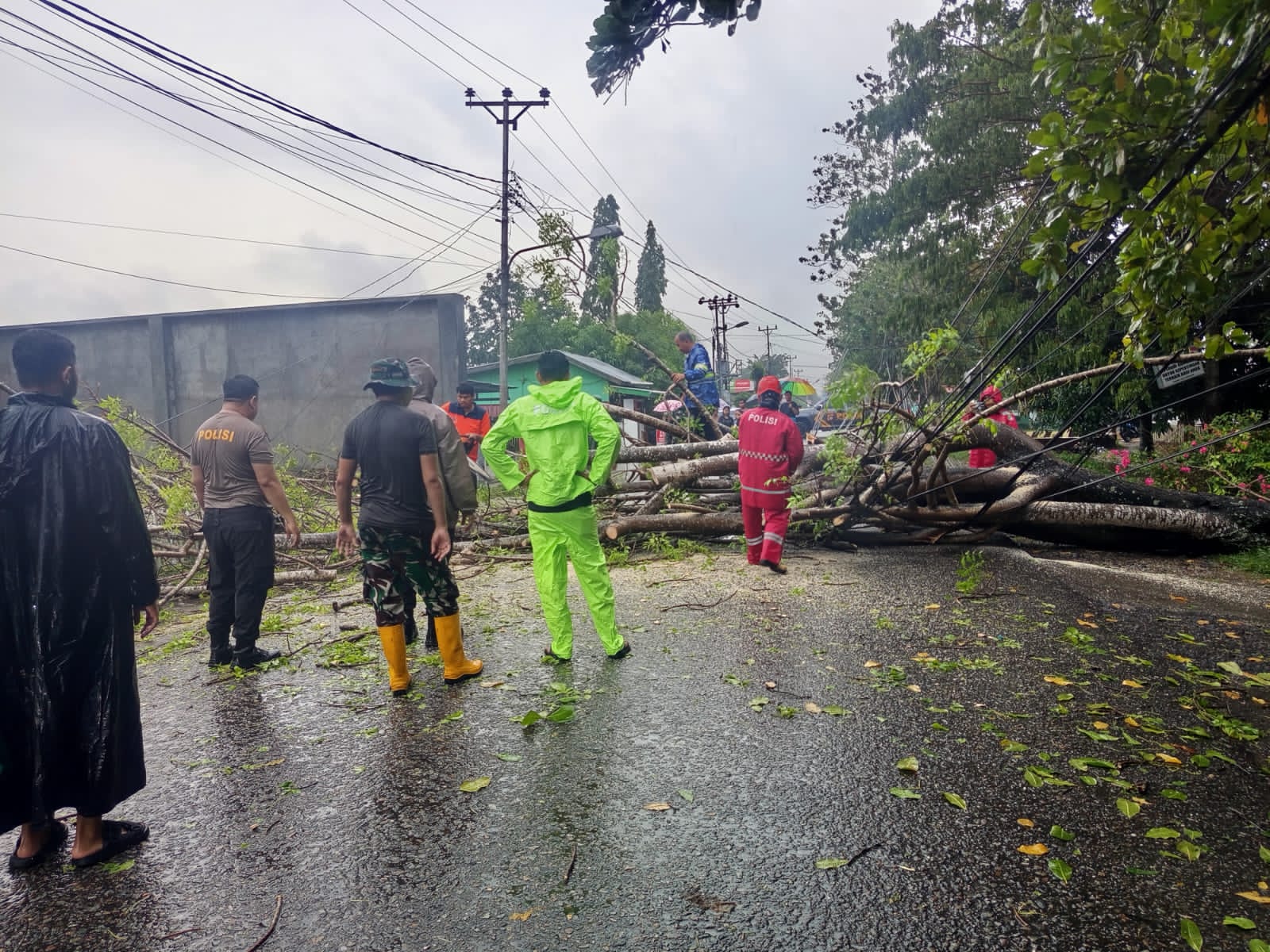 Pohon Tumbang