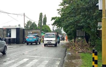 Arus Lalu Lintas Kembali Normal Pasca Pohon Tumbang di Jalan Rusli Datau