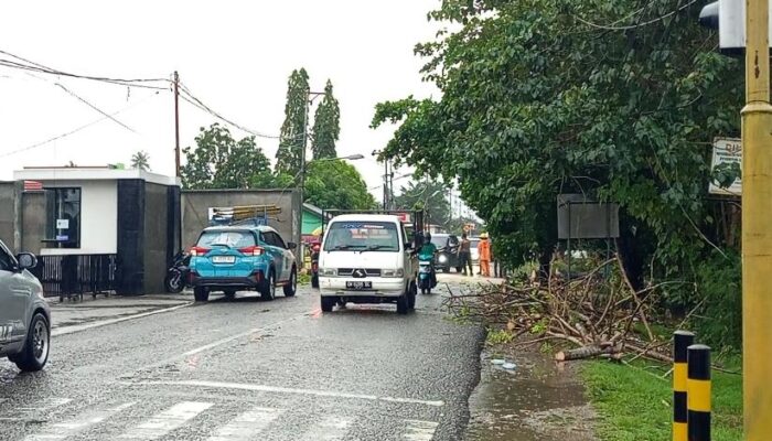 Arus Lalu Lintas Kembali Normal Pasca Pohon Tumbang di Jalan Rusli Datau