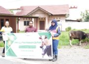 Berkah Iduladha, Pani Gold Mine Salurkan 43 Sapi Kurban di Provinsi Gorontalo