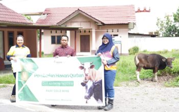 Sapi Kurban