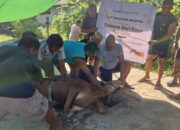 6 Kecamatan di Bone Bolango Dapat Sapi Kurban dari PT Gorontalo Minerals