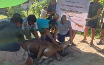6 Kecamatan di Bone Bolango Dapat Sapi Kurban dari PT Gorontalo Minerals