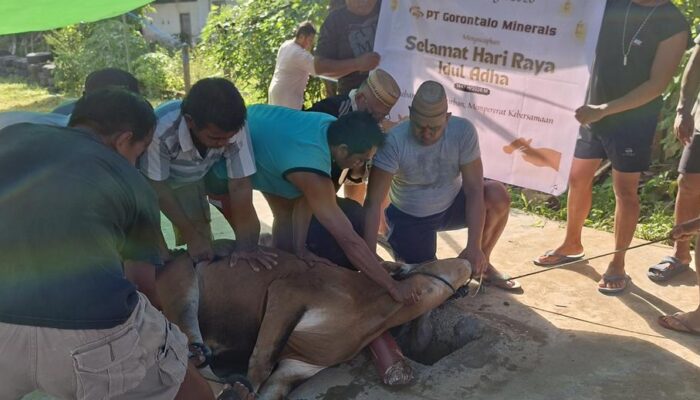 6 Kecamatan di Bone Bolango Dapat Sapi Kurban dari PT Gorontalo Minerals