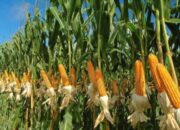 Jagung