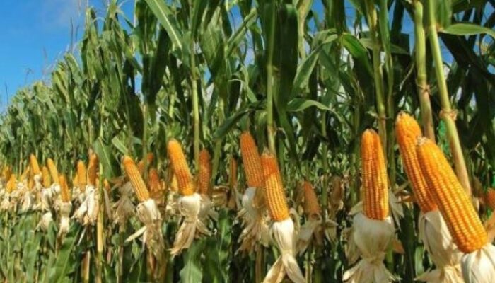 Peneliti UNG Temukan Mikroba Baik untuk Pertumbuhan Jagung