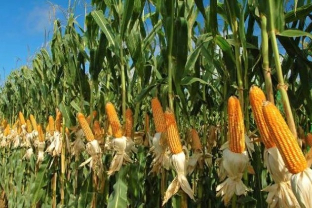 Jagung