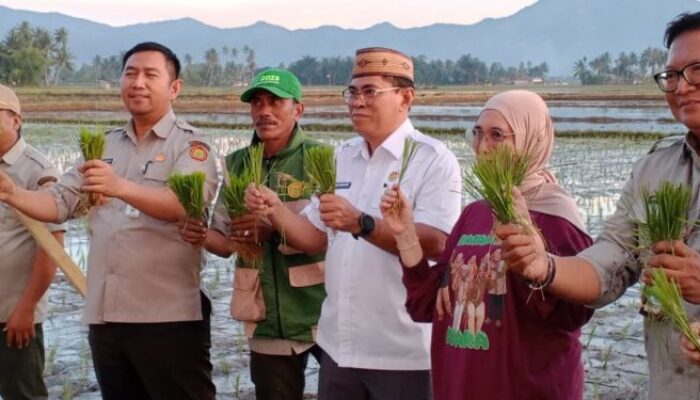 Sekda Iwan Optimis Bone Bolango jadi Sentra Padi Organik