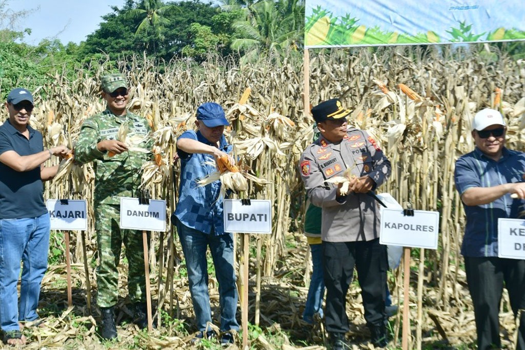 Jagung Pohuwato