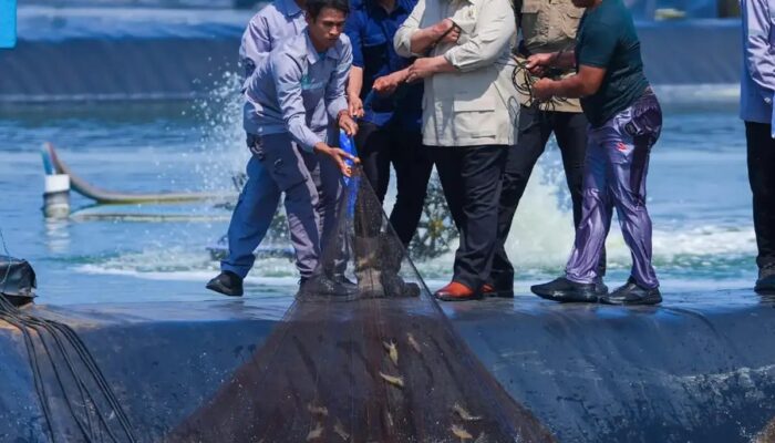 Presiden Prabowo Targetkan Indonesia jadi Produsen Udang Nomor Satu Dunia