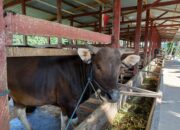 Peternak Jelaskan Penyebab Harga Sapi Kurban Naik di Gorontalo
