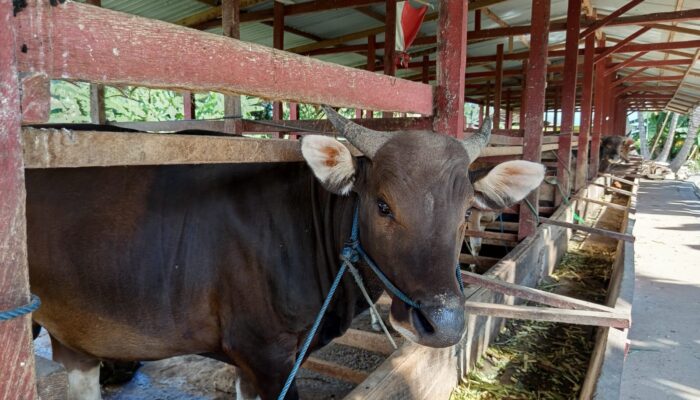 Peternak Jelaskan Penyebab Harga Sapi Kurban Naik di Gorontalo