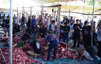 101 Ekor Sapi Kurban Disembelih di Pantungo, 8.500 Kupon Dibagikan ke Warga