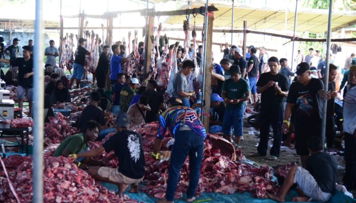 101 Ekor Sapi Kurban Disembelih di Pantungo, 8.500 Kupon Dibagikan ke Warga