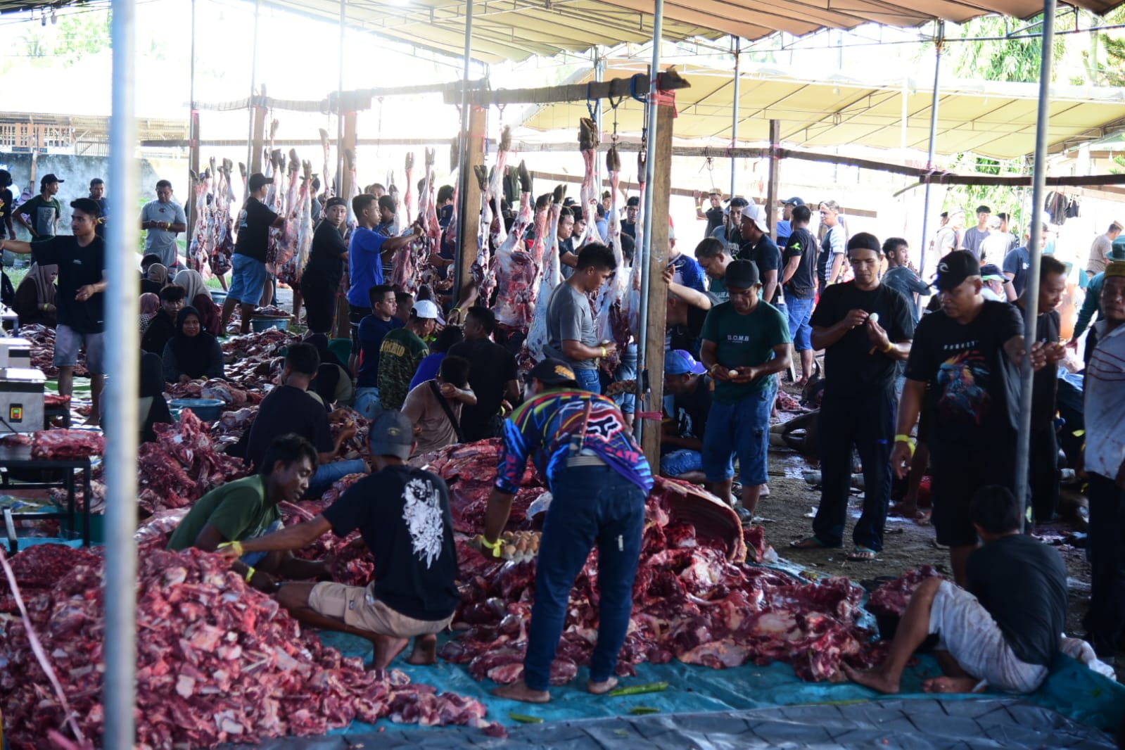 Sapi Kurban Pantungo