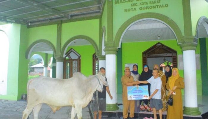 Jumlah Hewan Kurban di Kota Gorontalo Capai 1.395 Ekor