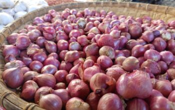 Harga Bawang Merah