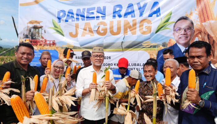 Menko Pangan Panen Raya di Gorontalo, Dorong Petani Tingkatkan Produksi Jagung Nasional