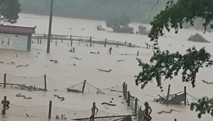 Ratusan Ular Berbisa Lepas dari Penangkaran, Teror Warga di Tengah Banjir China